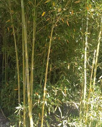 Radici TRENTENNALI x Canne BAMBU