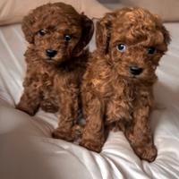 Barboncino Red Toy Brown 2 mesi e mezzo