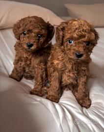Barboncino Red Toy Brown 2 mesi e mezzo