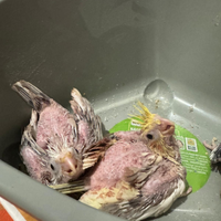 Tre Pulli di calopsite