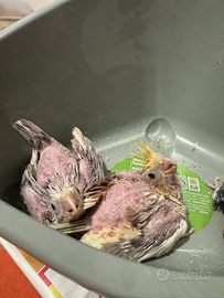 Tre Pulli di calopsite