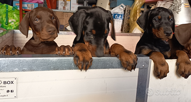 Dobermann cuccioli