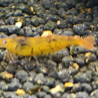 Caridine Mariae Tiger Orange / Gold tangerine