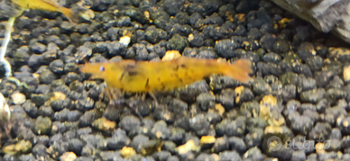 Caridine Mariae Tiger Orange / Gold tangerine