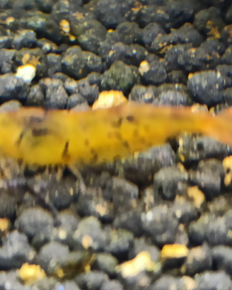 Caridine Mariae Tiger Orange / Gold tangerine
