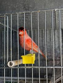 Portoghese testa ciuffata