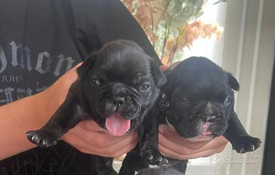 Cuccioli di Buldog francesi