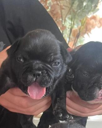 Cuccioli di Buldog francesi