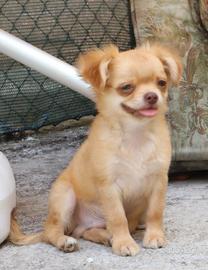 Chihuahua