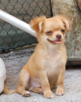 Chihuahua