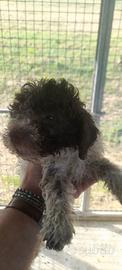 Lagotto
