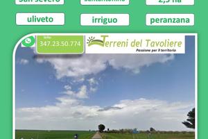 Uliveto di 2,5 Ettari San Severo