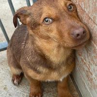 Cuccioli taglia piccola e medio piccola