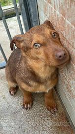 Cuccioli taglia piccola e medio piccola