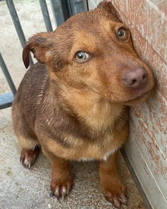 Cuccioli taglia piccola e medio piccola