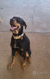 Grifo valnerino per monte