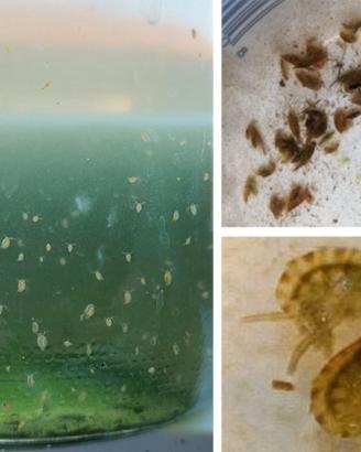 Daphnia magna e Hyalella azteca