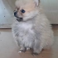 Cucciolo di spitz Pomerania