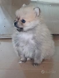 Cucciolo di spitz Pomerania