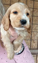 Cuccioli cocker spaniel
