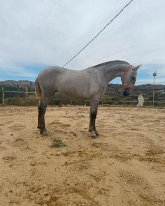 Puledra pre andalusa con documenti spagnoli
