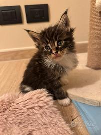 Maine coon femmina