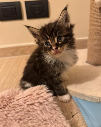 Maine coon femmina