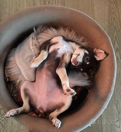 Chihuahua Femmina