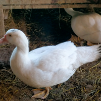 Anatre mute nate da aprile a settembre 2025