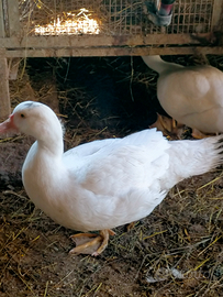 Anatre mute nate da aprile a settembre 2025