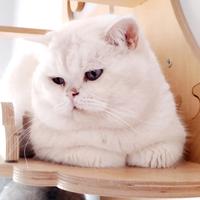 British Shorthair Chinchilla' Silver di 4 mesi