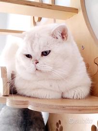 British Shorthair Chinchilla' Silver di 4 mesi