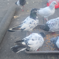 Colmbi/picconi alto volo