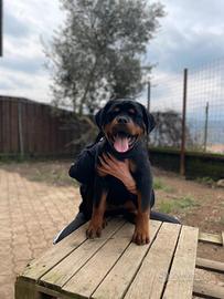 Rottweiler
