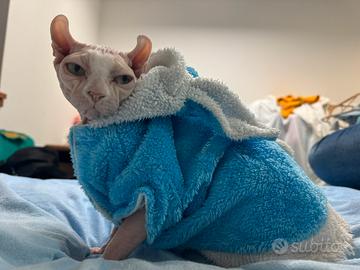 Gatta di razza Sphynx Elf ? Età: 3anni