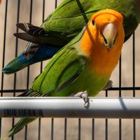 Inseparabile agapornis roseicollis