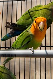 Inseparabile agapornis roseicollis