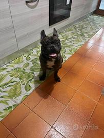 Bulldog francese