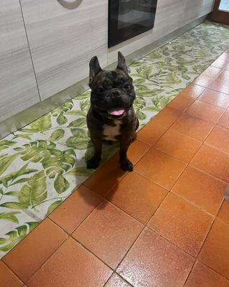 Bulldog francese