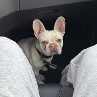 Buldog francesi disponibili