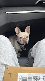 Buldog francesi disponibili