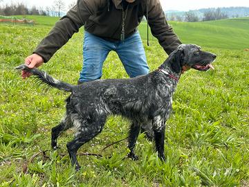 Setter inglese