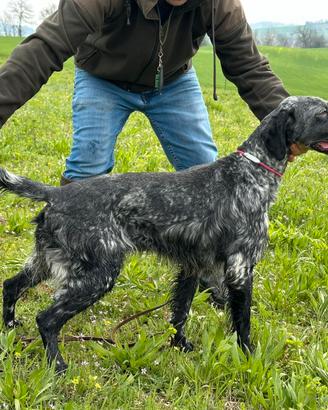 Setter inglese