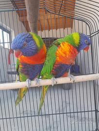 Coppia loricheto arco baleno