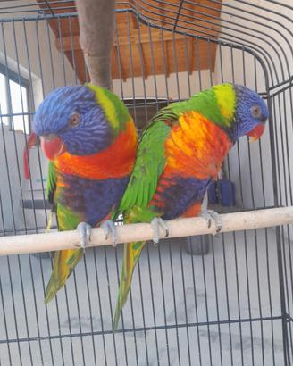 Coppia loricheto arco baleno