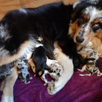 Cuccioli pastore australiano