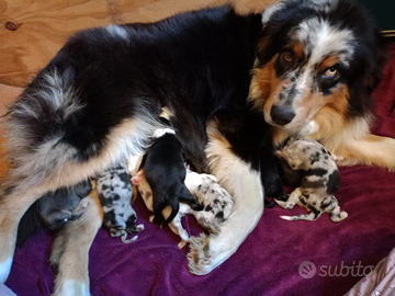 Cuccioli pastore australiano