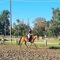 Purosangue castrone 8anni