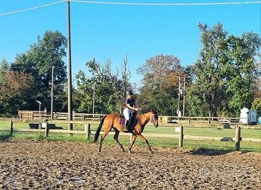 Purosangue castrone 8anni