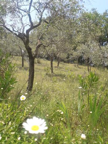 Terreno agricolo